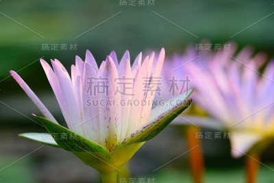 彩色粉色睡莲的特写