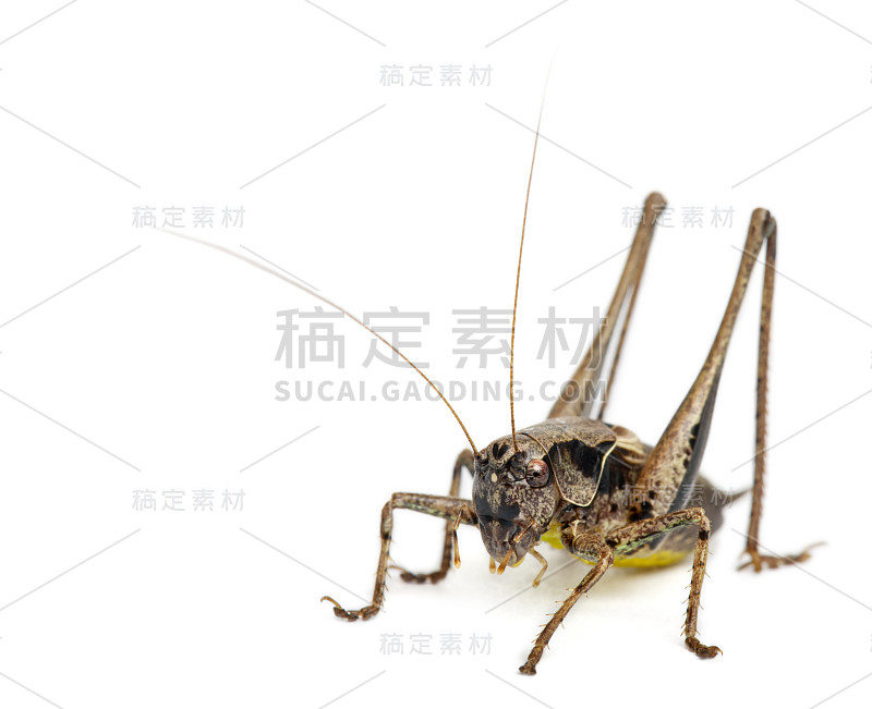 雄性盾背蝈蝈儿(Platycleis tessellata)，位于白色背景前面