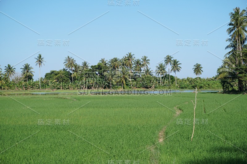 米饼和棕榈树