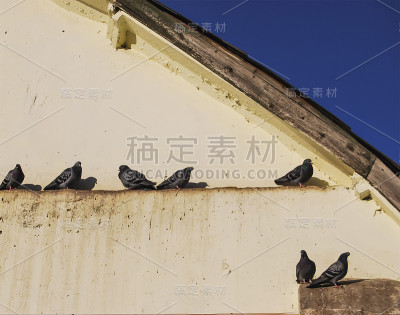 几只野鸽子坐在屋顶下