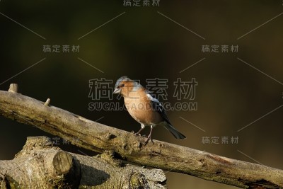男花鸡,