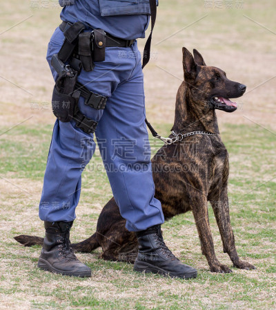听话的警犬坐在他的训导员脚边