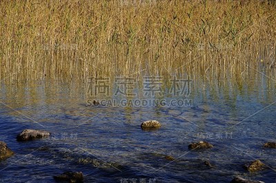 山湖旁的芦苇