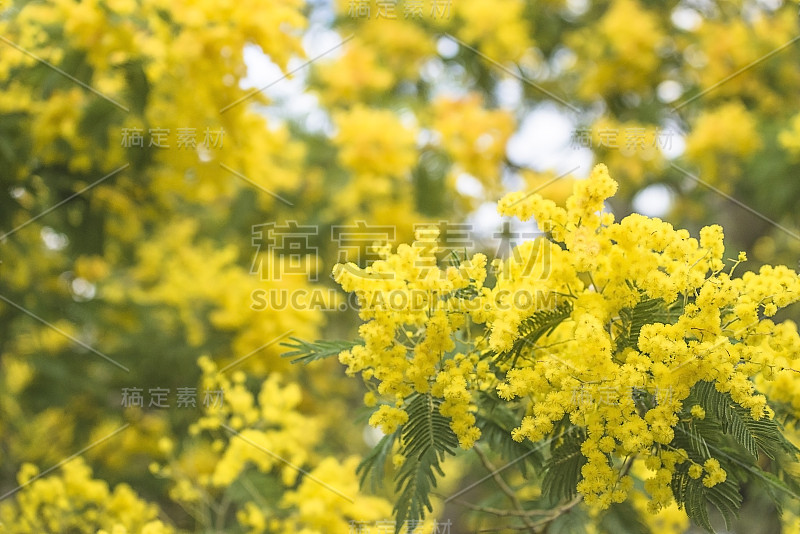 美丽的黄色含羞草或金合欢花