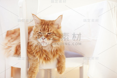 红色缅因猫在椅子上做梦