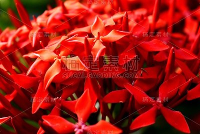 一束红花