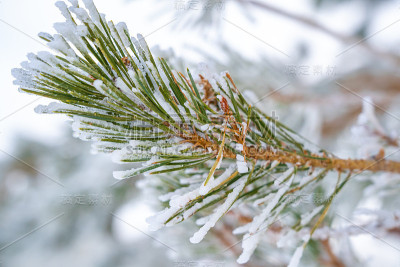 冰雪覆盖的松叶