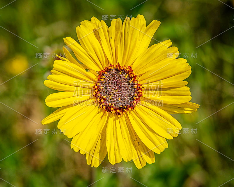 一张细长向日葵(Helianthus gracilentus)的特写，一种本地物种洛杉矶，CA。