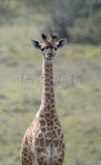 小长颈鹿