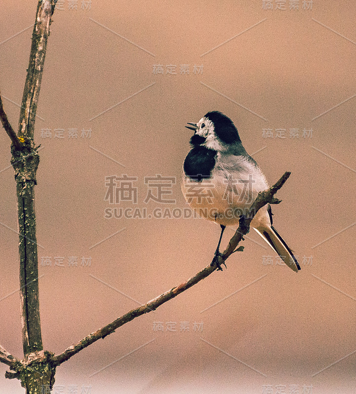 野生鸟类