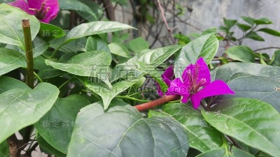 美丽的花