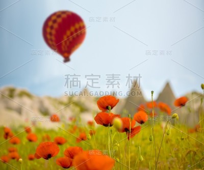 土耳其卡帕多西亚罂粟田上空的热气球