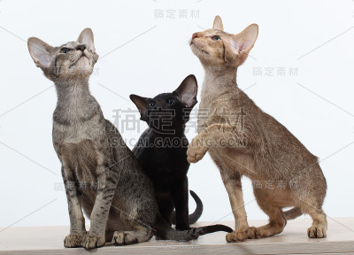 猫在工作室