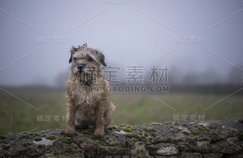 边境梗犬