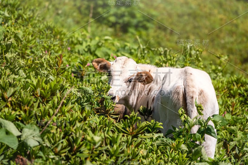 一头牛在高山草地上吃草