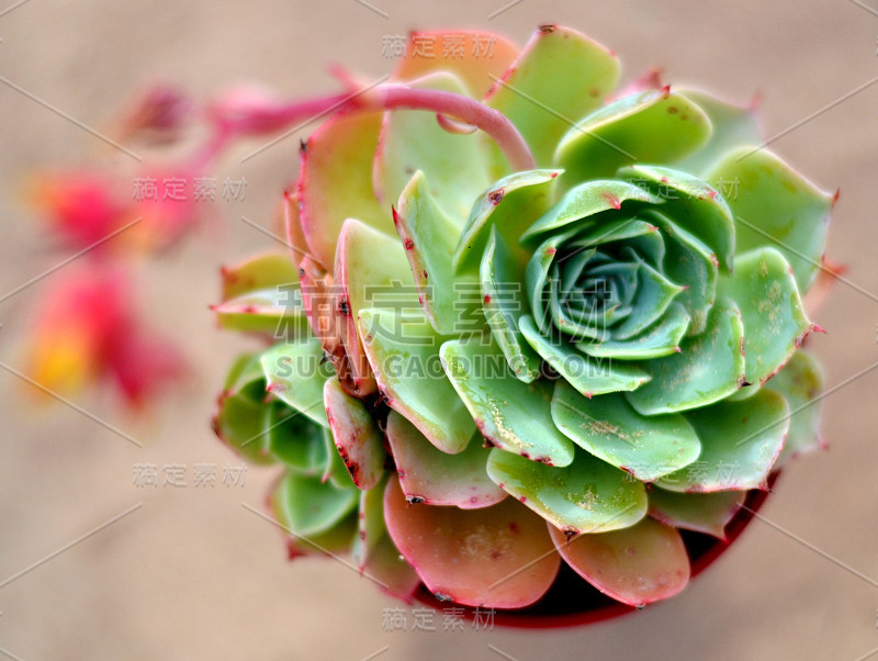 高山肉质植物aeonium