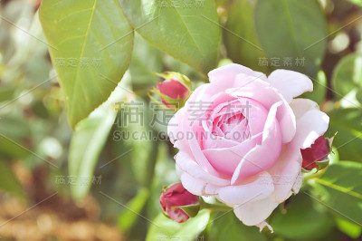 花园里有粉红色的玫瑰
