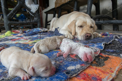 拉布拉多幼犬