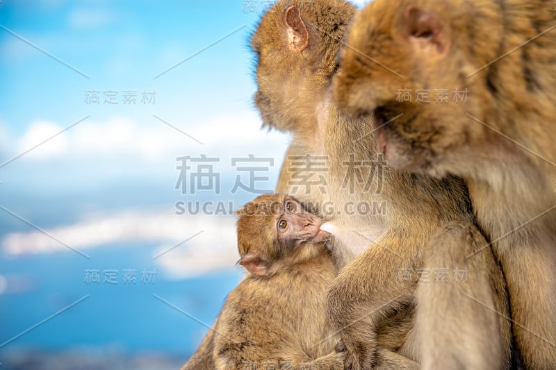 猴子一家在热带阳光下晒太阳。雌性哺乳幼仔