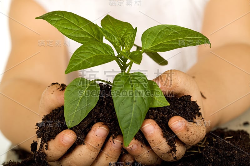 小女孩手牵着新植物