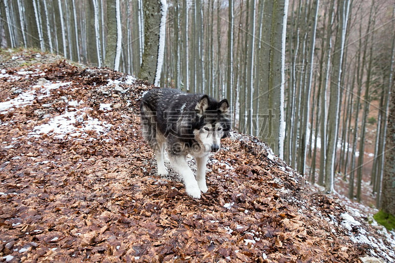 冬天，阿拉斯加雪橇犬漫步在白雪覆盖的森林里