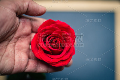 红玫瑰靠近了人的手