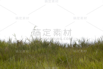 草孤立在白色背景上。剪切路径。