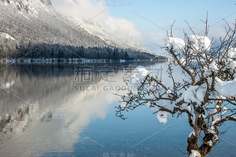 冬季湖景树被雪覆盖