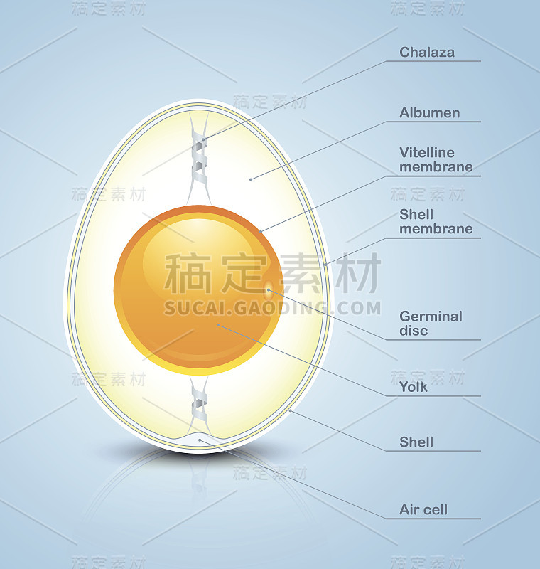 鸡蛋截面图标