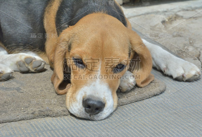 狗小猎犬