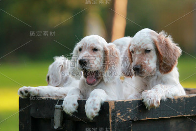 四只英国赛特犬