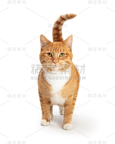 橙色和白色虎斑猫面对和向前看