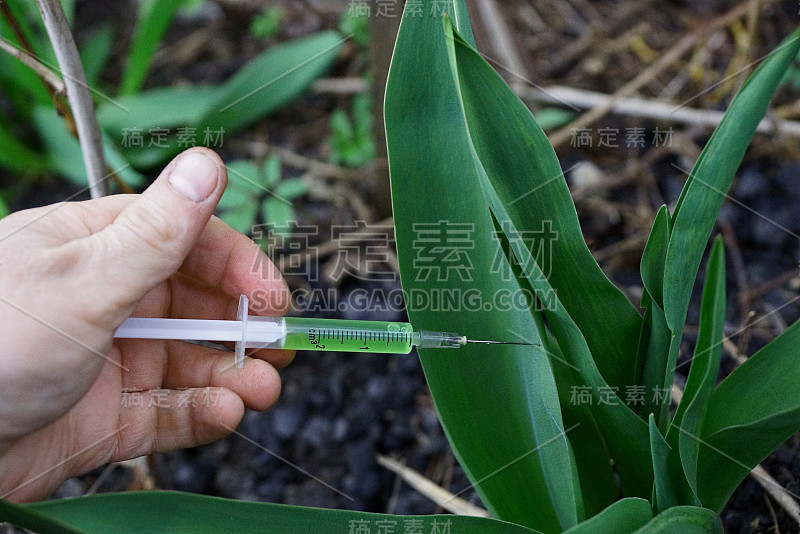 植物内的绿色液体注射器