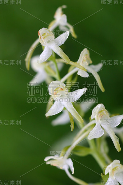 美丽的白花在自然栖息地