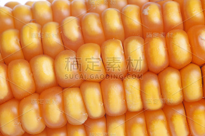 玉米