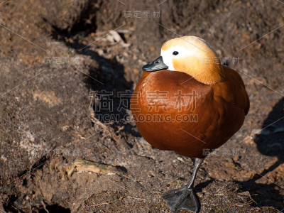 Ruddy shelduck (Tadorna ferruginea)站立