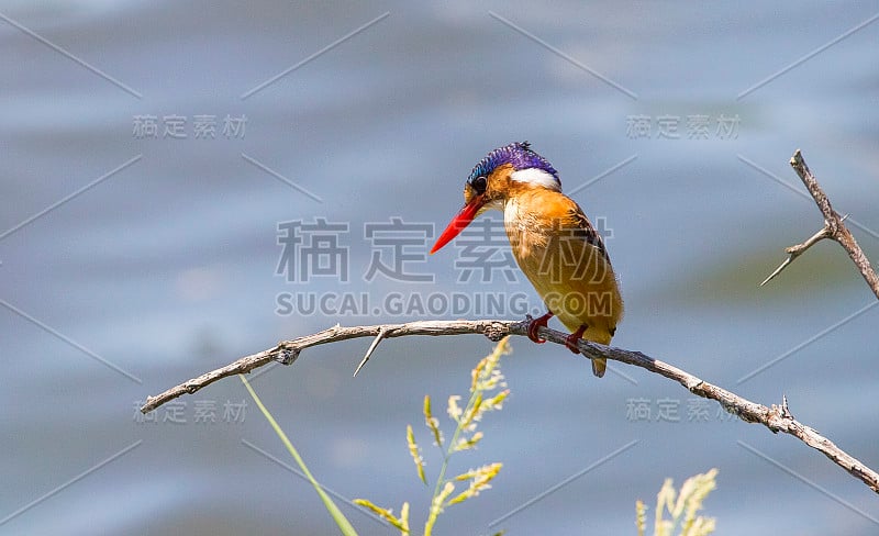 Malachite翠鸟(Corythornis cristatus)