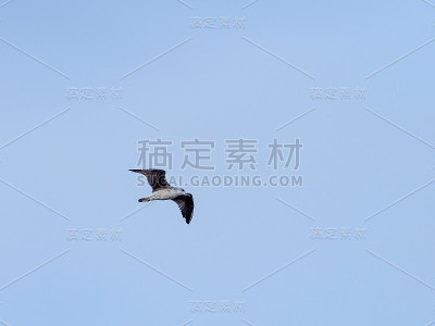 海鸥
