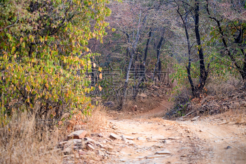 印度Ranthambore的风景。道路和森林