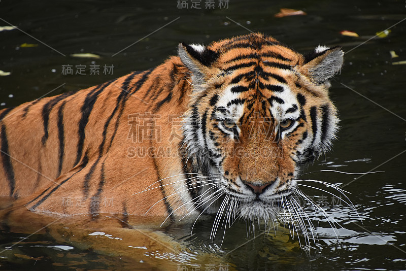 东北虎在水中游泳