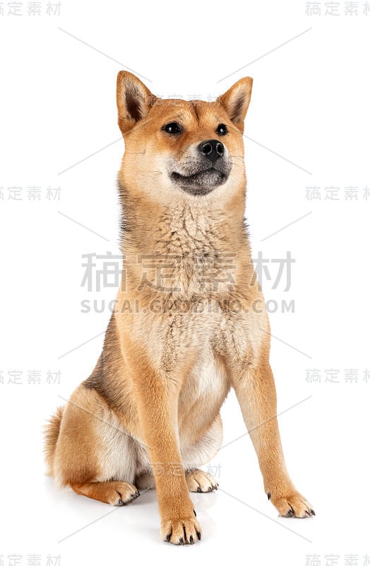 柴犬