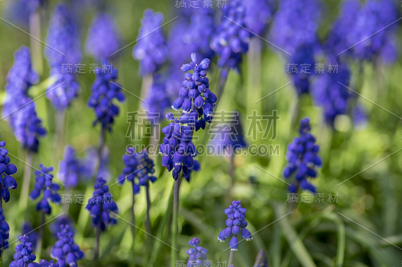 杏树开花植物，蓝色的春天球茎葡萄风信子花在花园里盛开