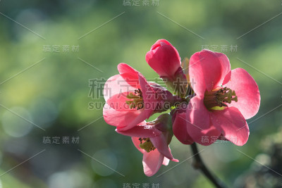 日本榅桲粉红色的春天的花