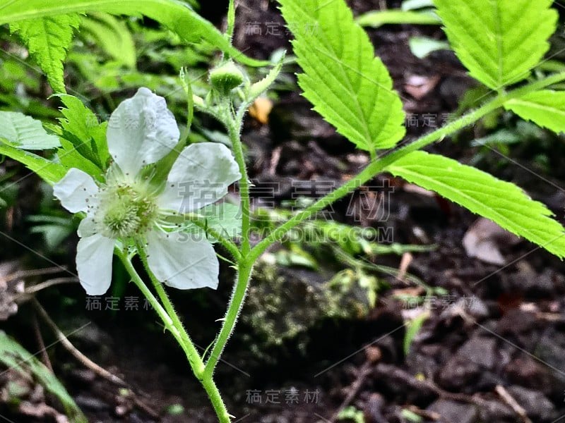 白色野生气球浆果花/悬钩子