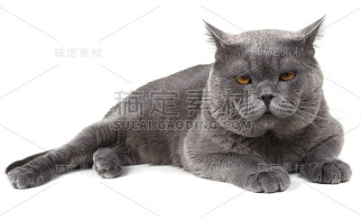 严重的英国猫