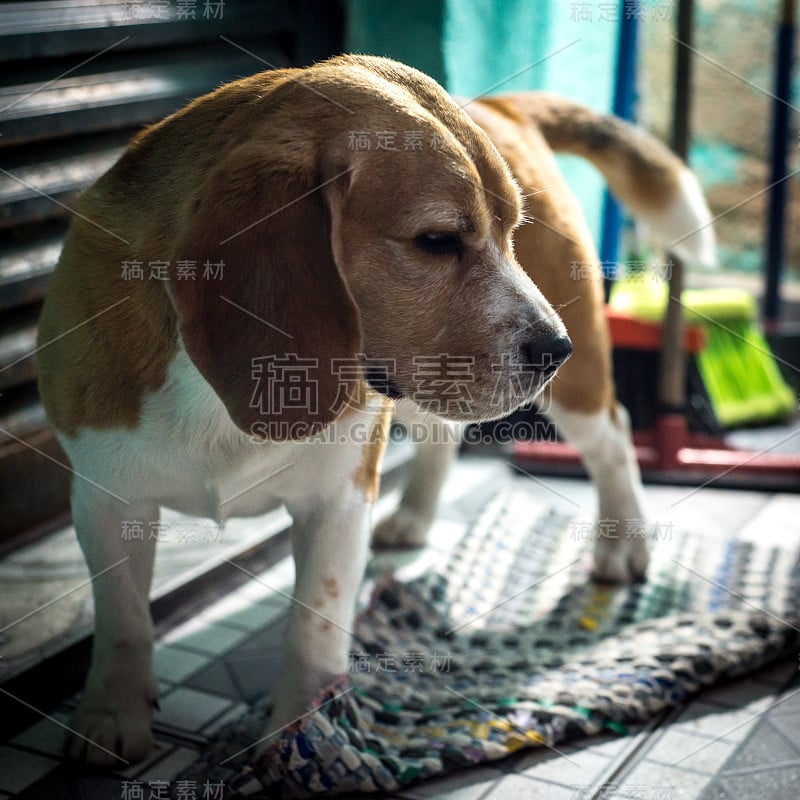 狗小猎犬