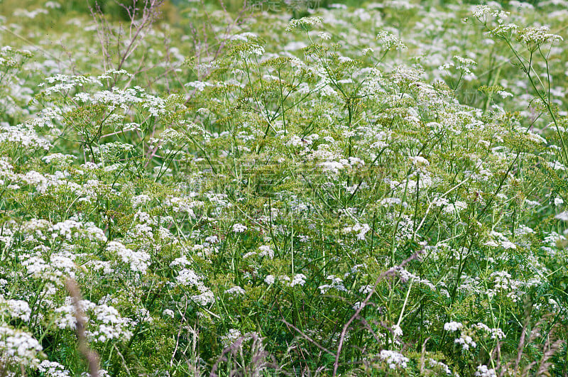 贴着小野白花墙纸的乡村草地