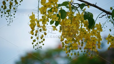 一缕缕金黄艳丽的花，柔和的背景