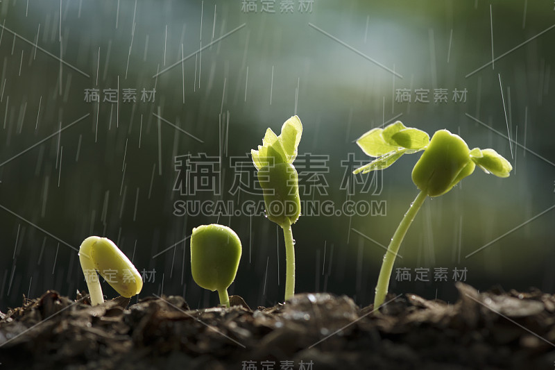 雨水使植物从种子生长。