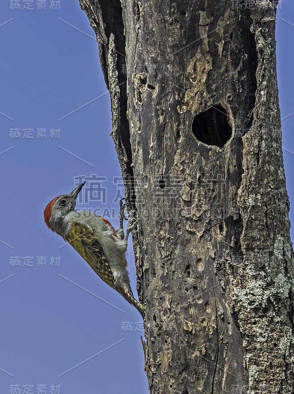 非洲灰啄木鸟(Dendropicos goertae)是Picidae的一种鸟类。坦桑尼亚的Tara